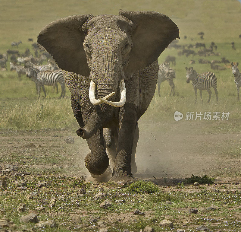 非洲丛林象(Loxodonta africana)，也被称为非洲草原象。肯尼亚马赛马拉国家保护区。象群带着喇叭声和大量灰尘冲向镜头。